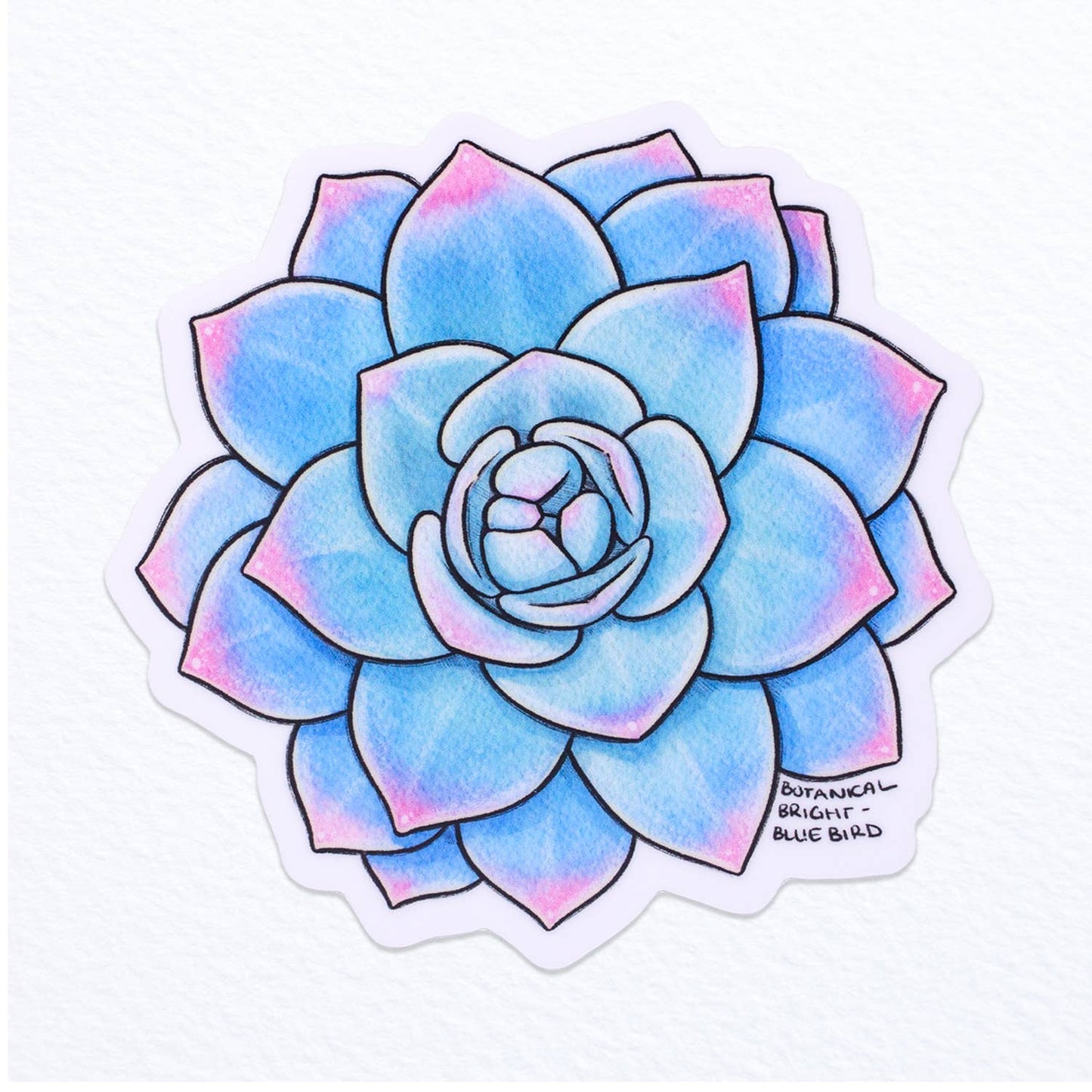 Succulent Echeveria Blue Bird Waterproof Vinyl Sticker